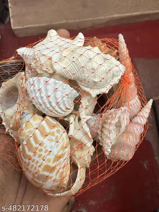 DARIDRA BHANJAN Seashell for Aquarium | fish tank | art craft from Haridwar 1 bag, Pack of 20 Different Sea shells.Natural Sea Shell Craft Shells for Aquarium Art n Craft & Home Decoration.